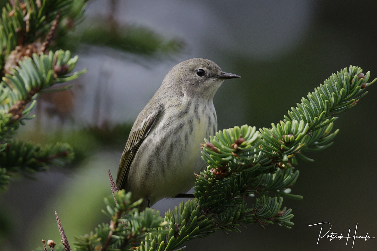 Cape May Warbler - ML623573075