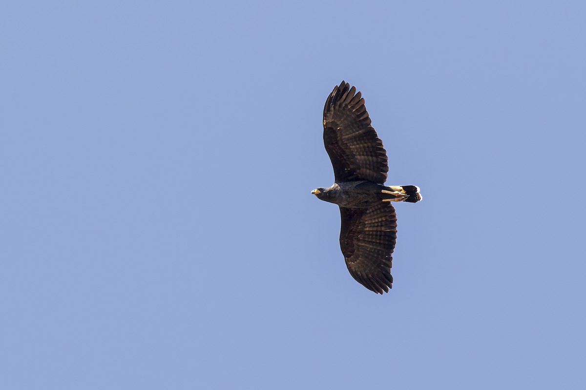 Great Black Hawk - ML623573078