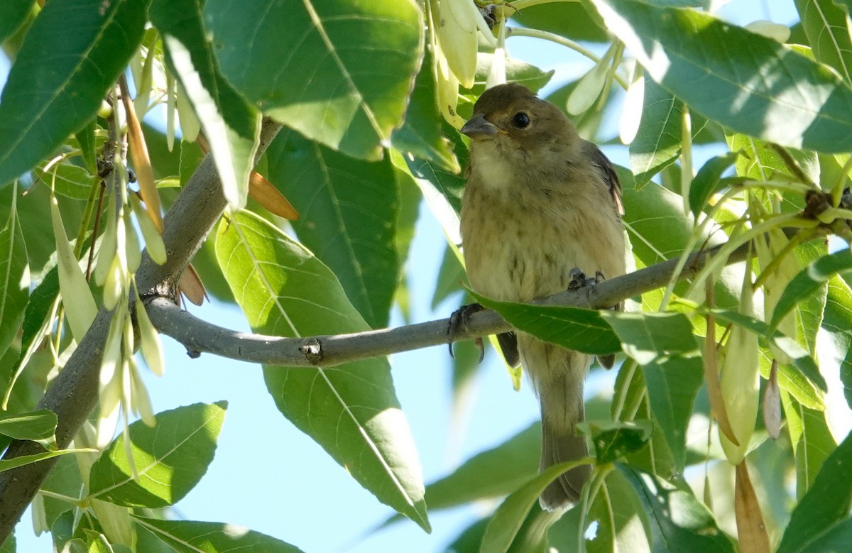 Indigo Bunting - ML623573085