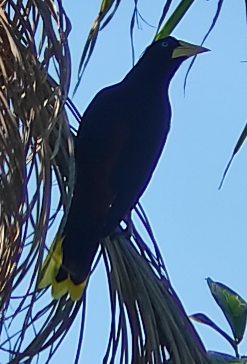 Crested Oropendola - ML623573118