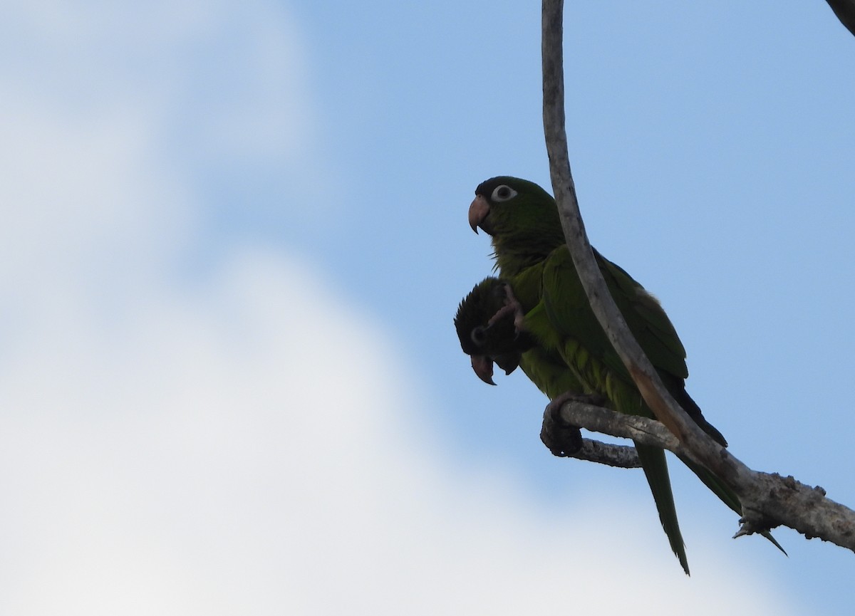 Blue-crowned Parakeet - ML623573140