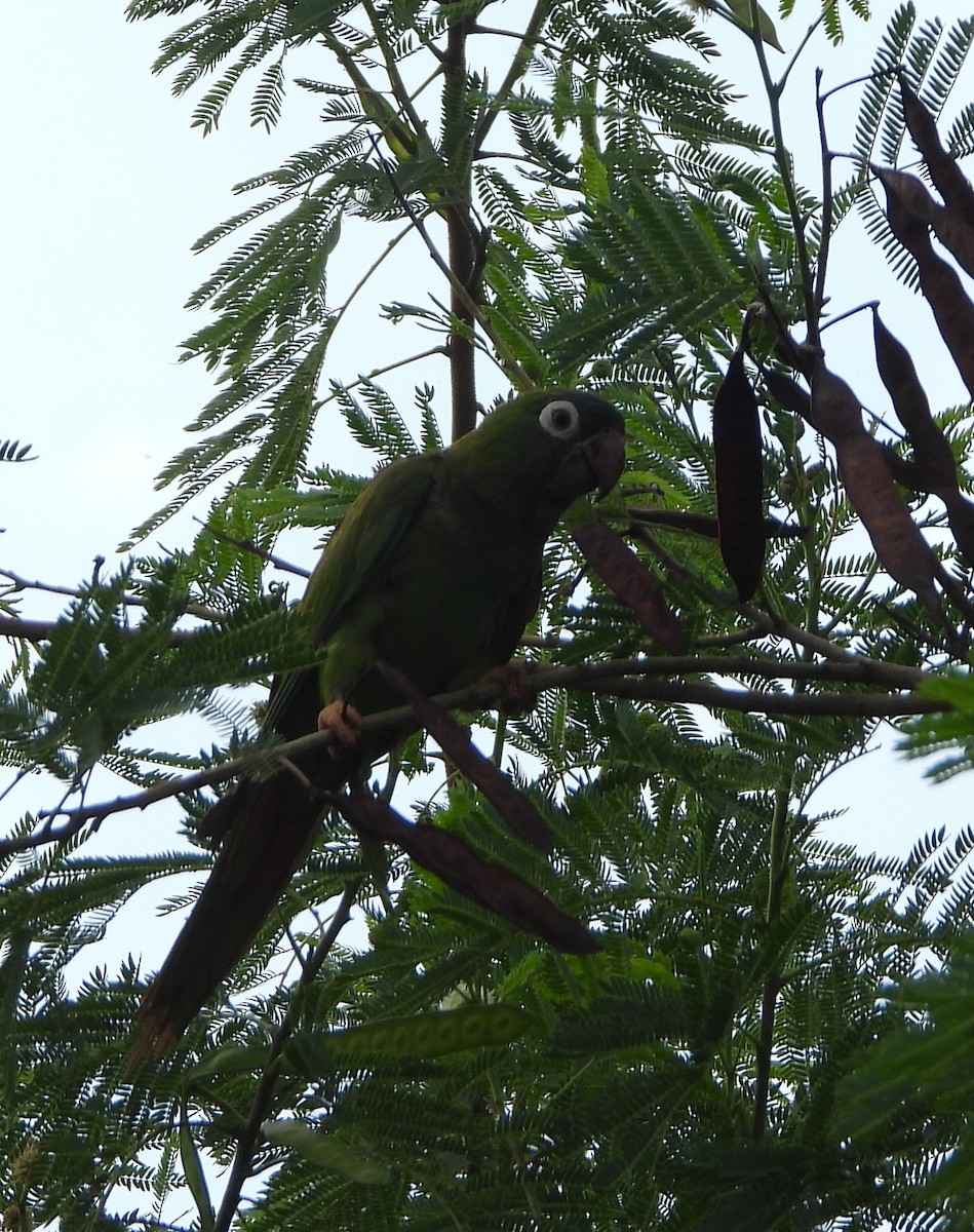 Blue-crowned Parakeet - ML623573141