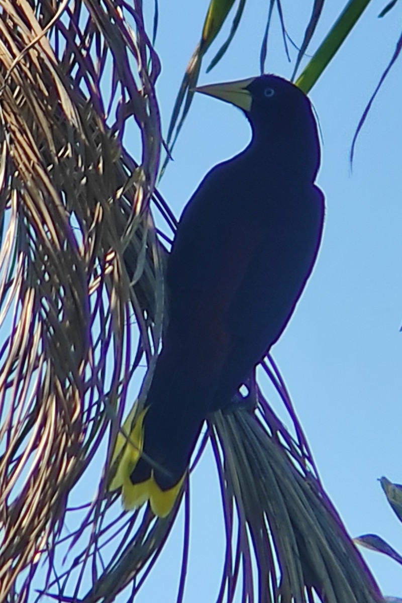 Crested Oropendola - ML623573142