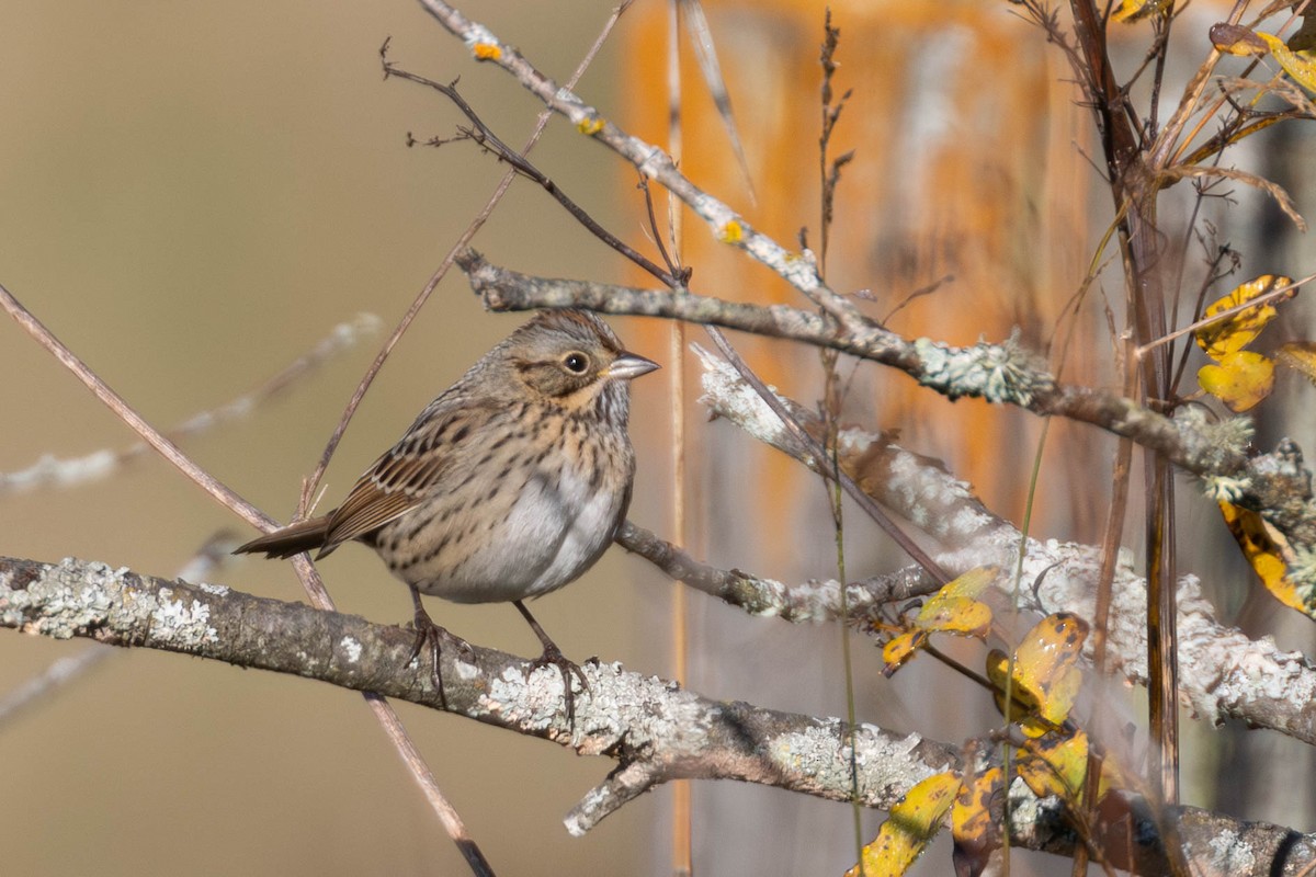 Lincoln's Sparrow - ML623573147