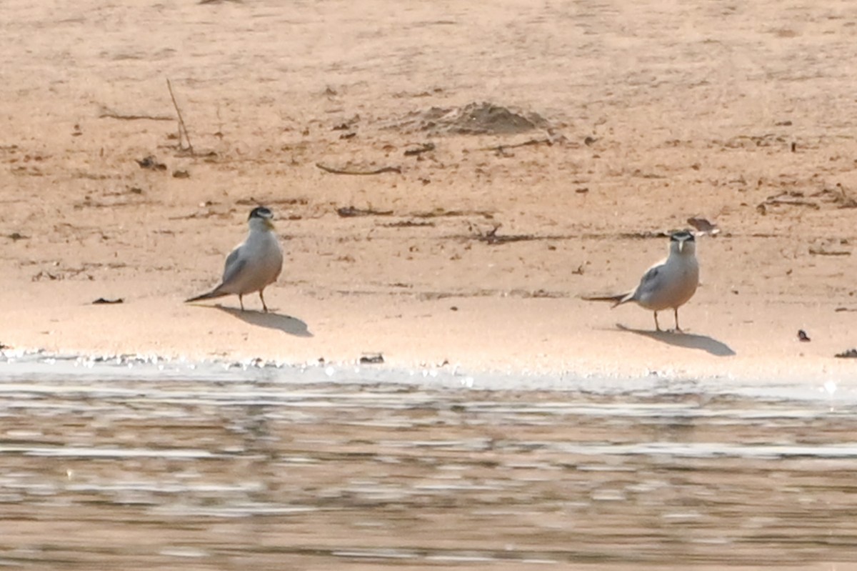 Yellow-billed Tern - ML623573177