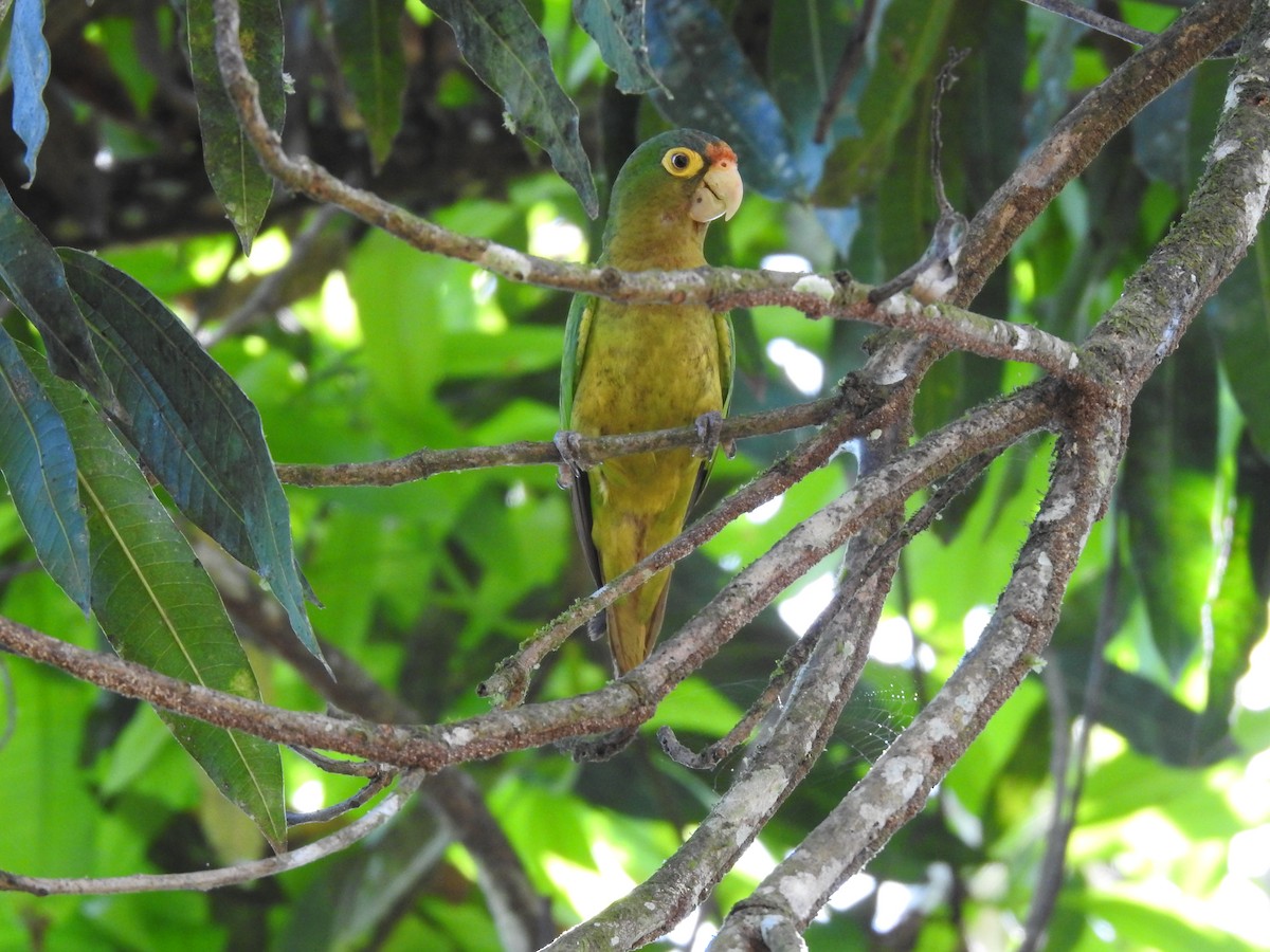 Orange-chinned Parakeet - ML623573182