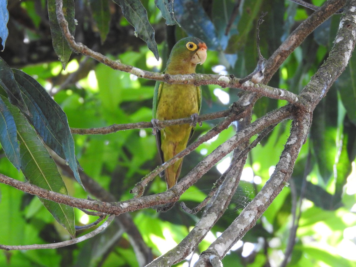 Orange-chinned Parakeet - ML623573183