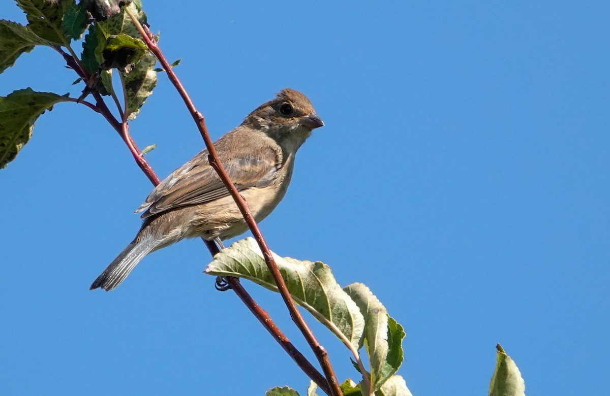 Indigo Bunting - ML623573188