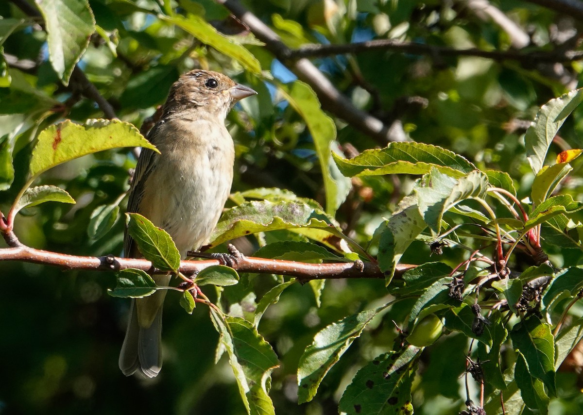 Indigo Bunting - ML623573189