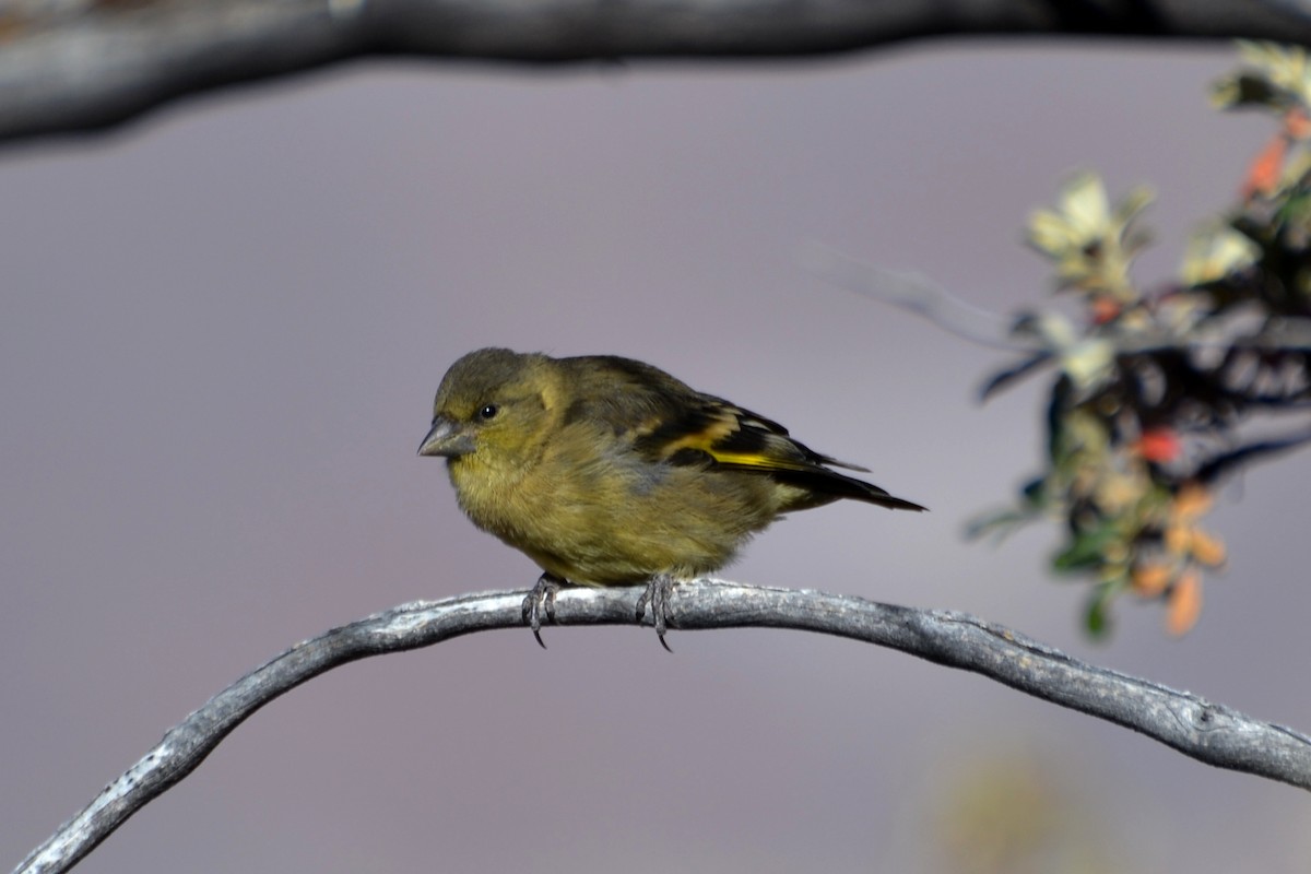 Thick-billed Siskin - Felipe de Groote Páez