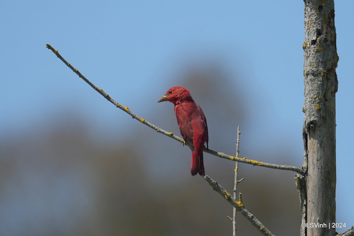 Summer Tanager - Lam-Son Vinh