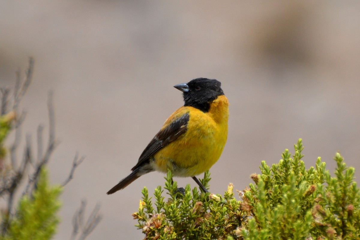 Black-hooded Sierra Finch - ML623573256