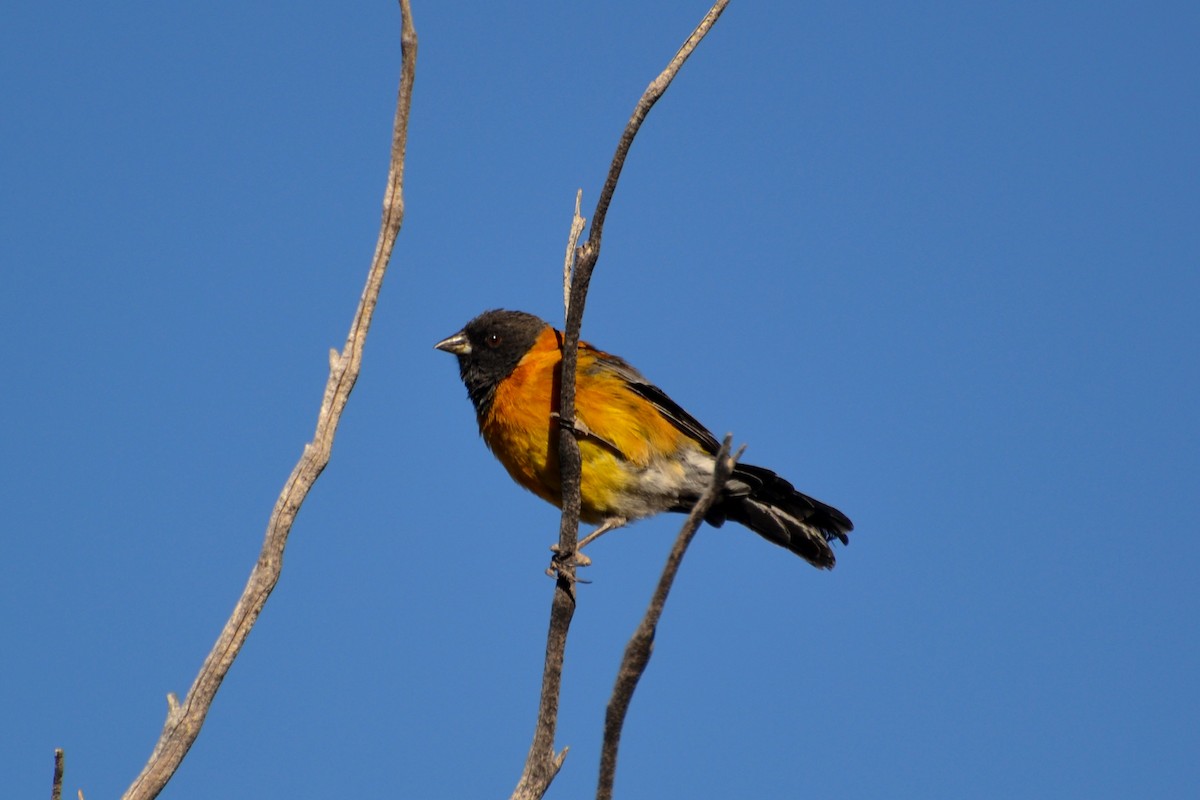 Black-hooded Sierra Finch - ML623573257