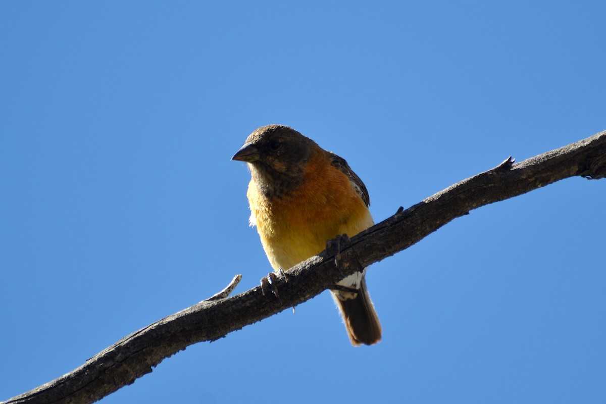 Black-hooded Sierra Finch - ML623573258