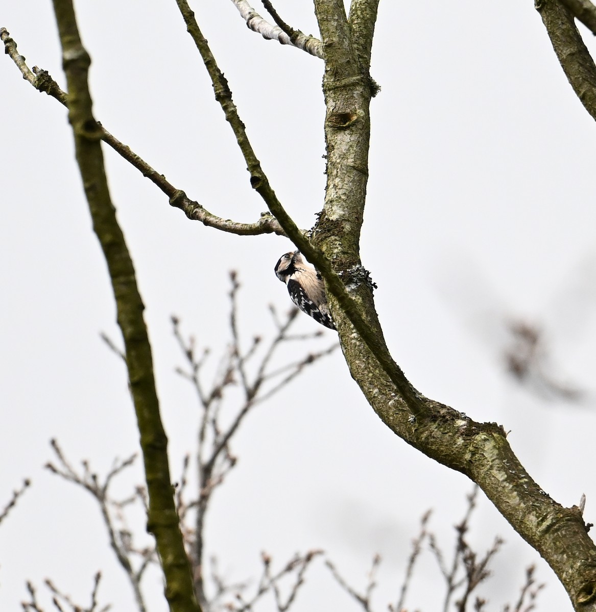 Цоохор тоншуул - ML623573260