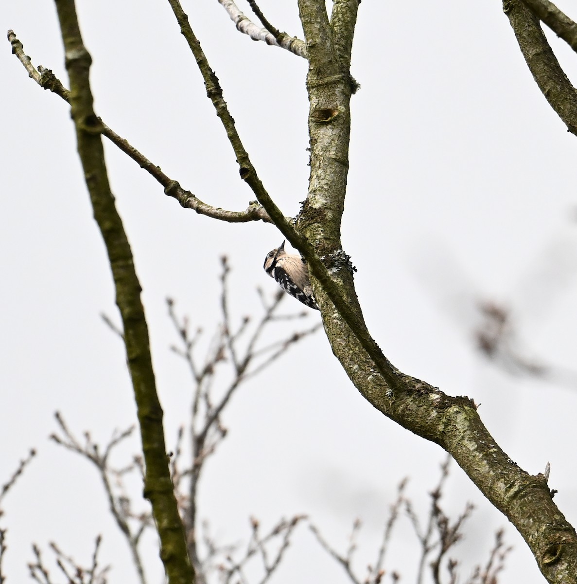 Цоохор тоншуул - ML623573261