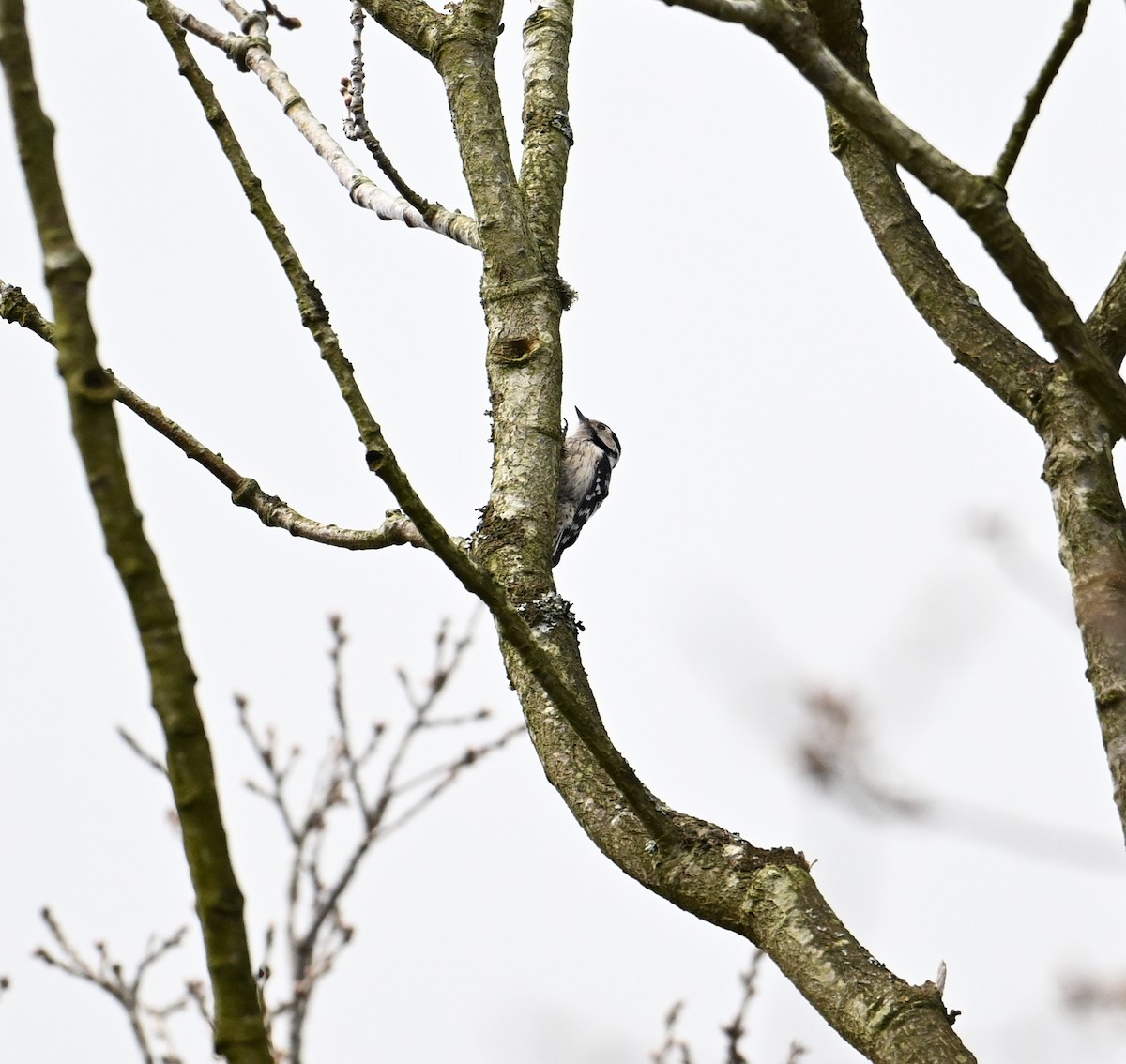 Цоохор тоншуул - ML623573262