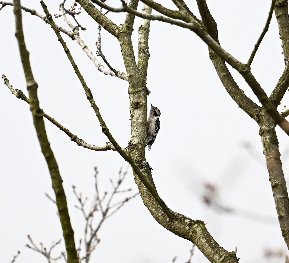 Цоохор тоншуул - ML623573263