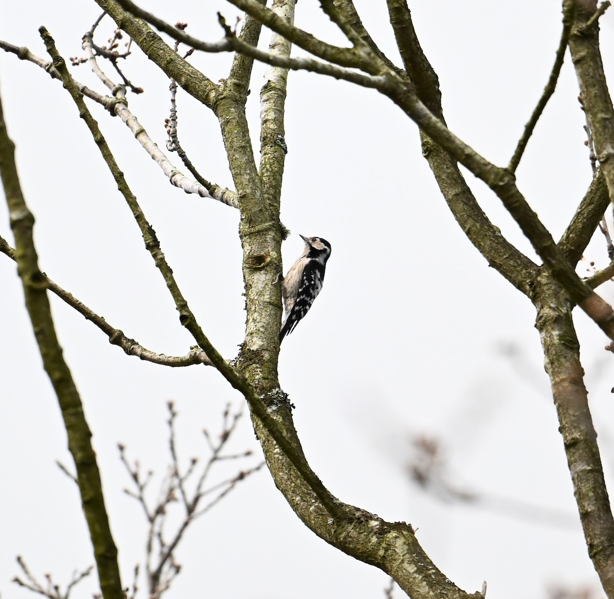 Цоохор тоншуул - ML623573264