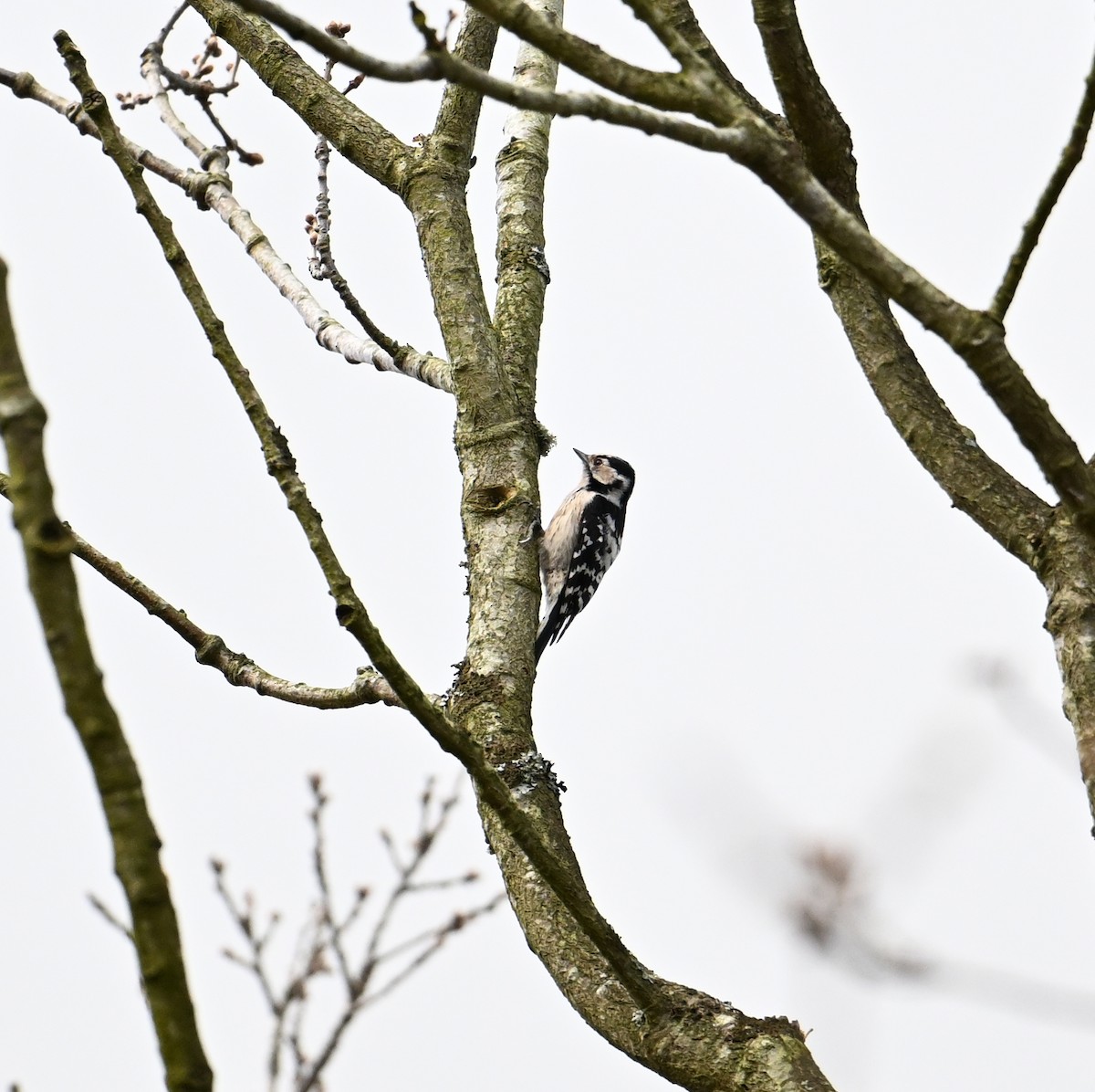 Цоохор тоншуул - ML623573265