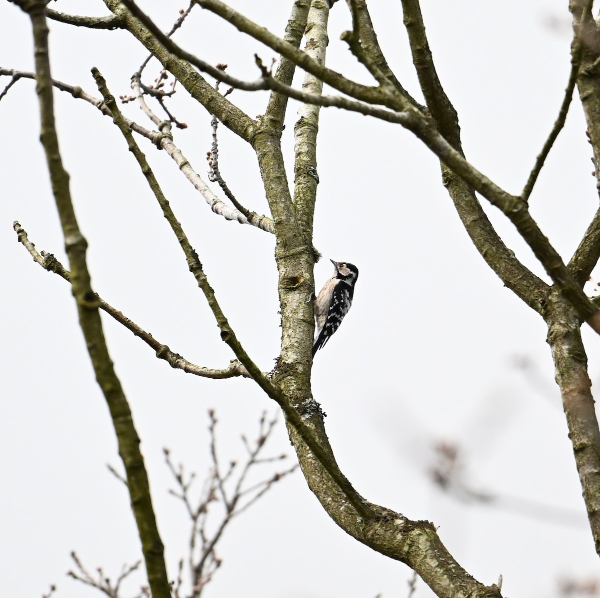 Цоохор тоншуул - ML623573266