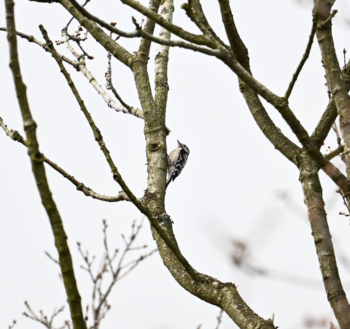 Цоохор тоншуул - ML623573267