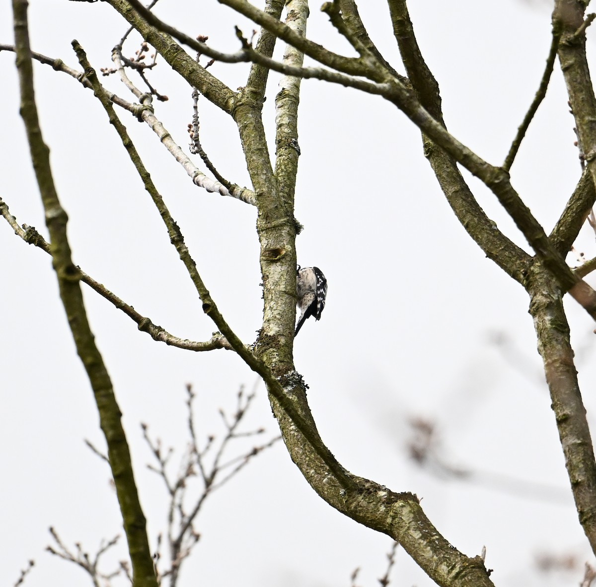 Цоохор тоншуул - ML623573268