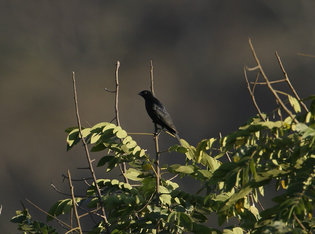 ナキコウウチョウ - ML623573284