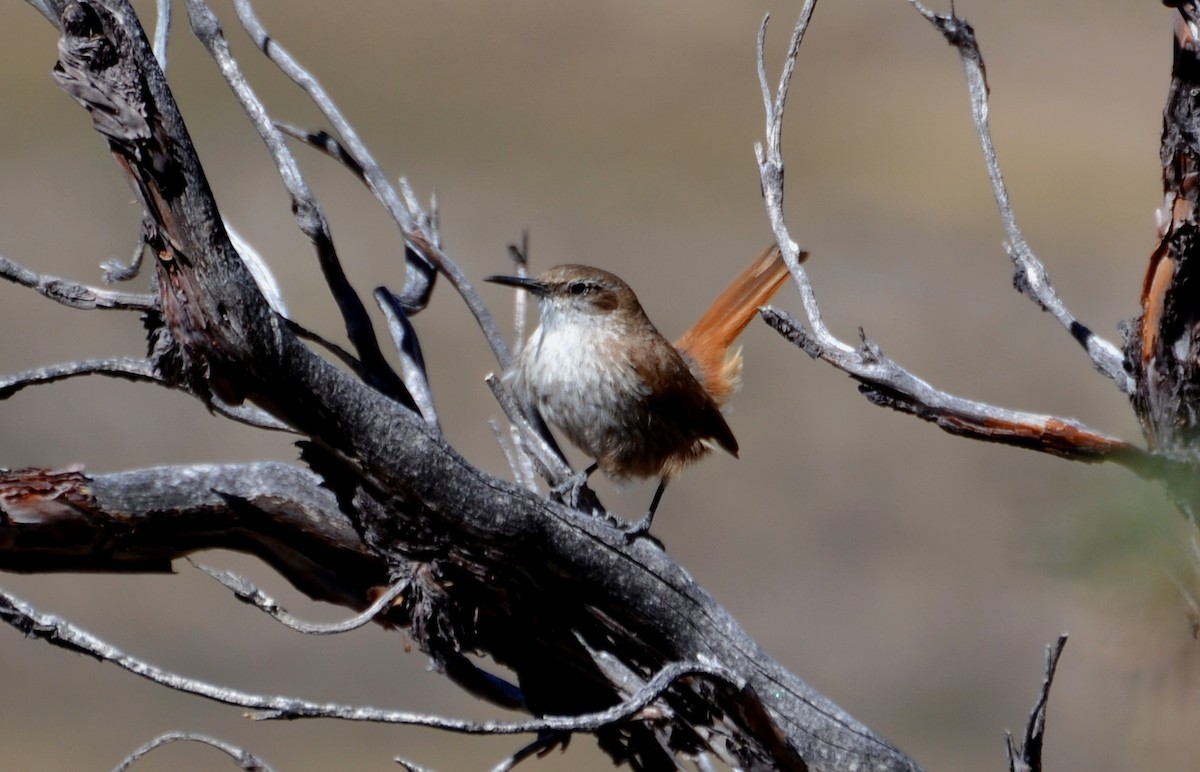 Straight-billed Earthcreeper - ML623573301