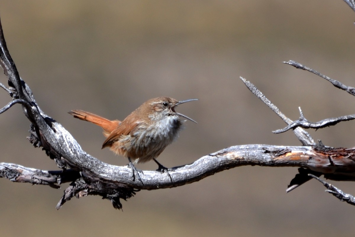 Straight-billed Earthcreeper - ML623573302