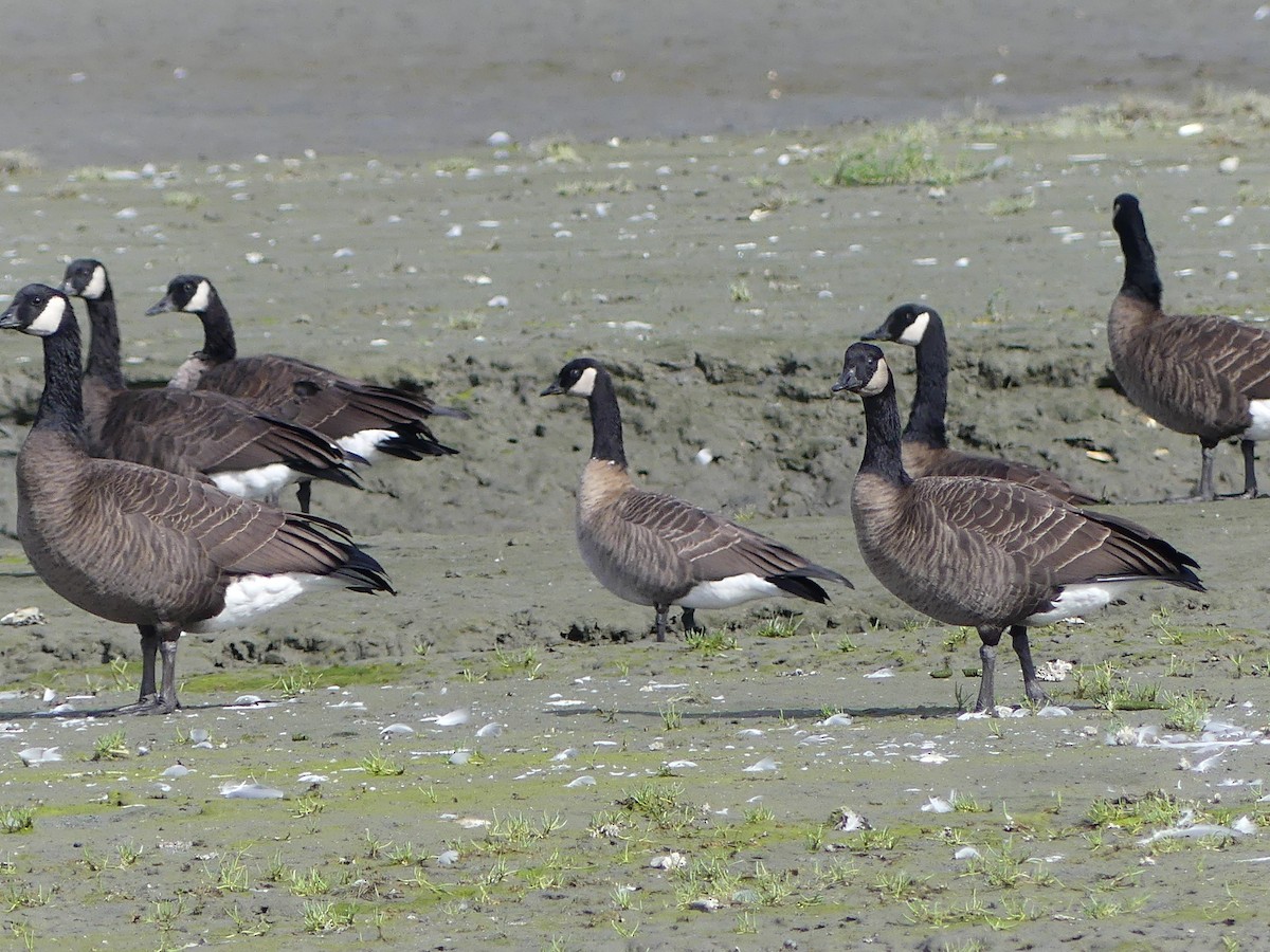 Cackling/Canada Goose - ML623573308