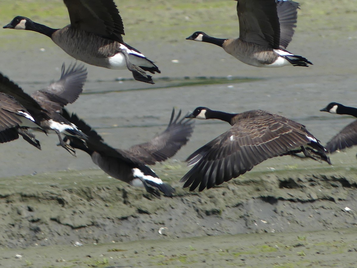 Cackling/Canada Goose - ML623573331