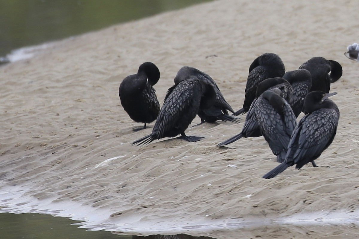 Little Black Cormorant - Jim Stone