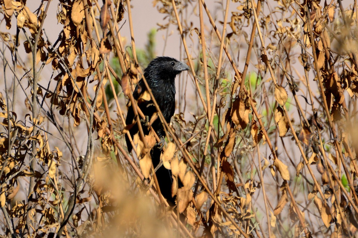 Groove-billed Ani - ML623573387