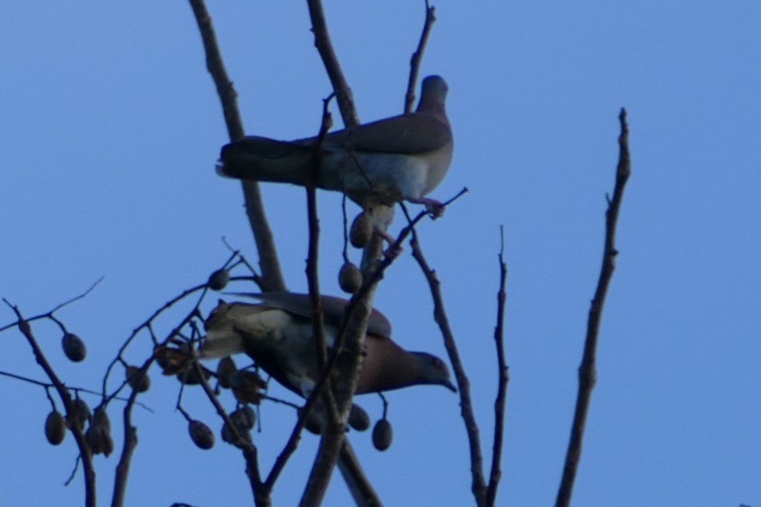 Pale-vented Pigeon - ML623573401