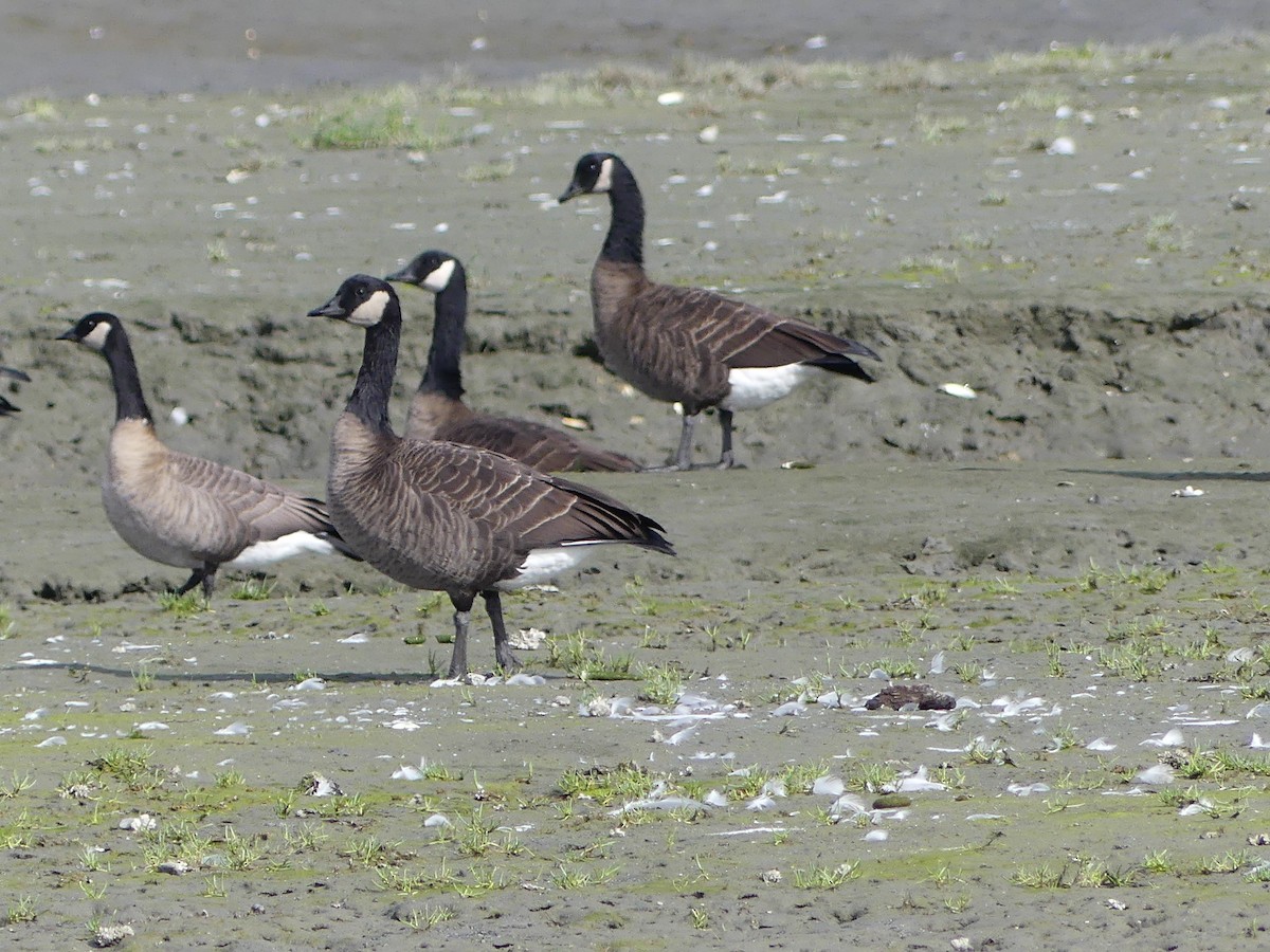 Cackling/Canada Goose - ML623573419