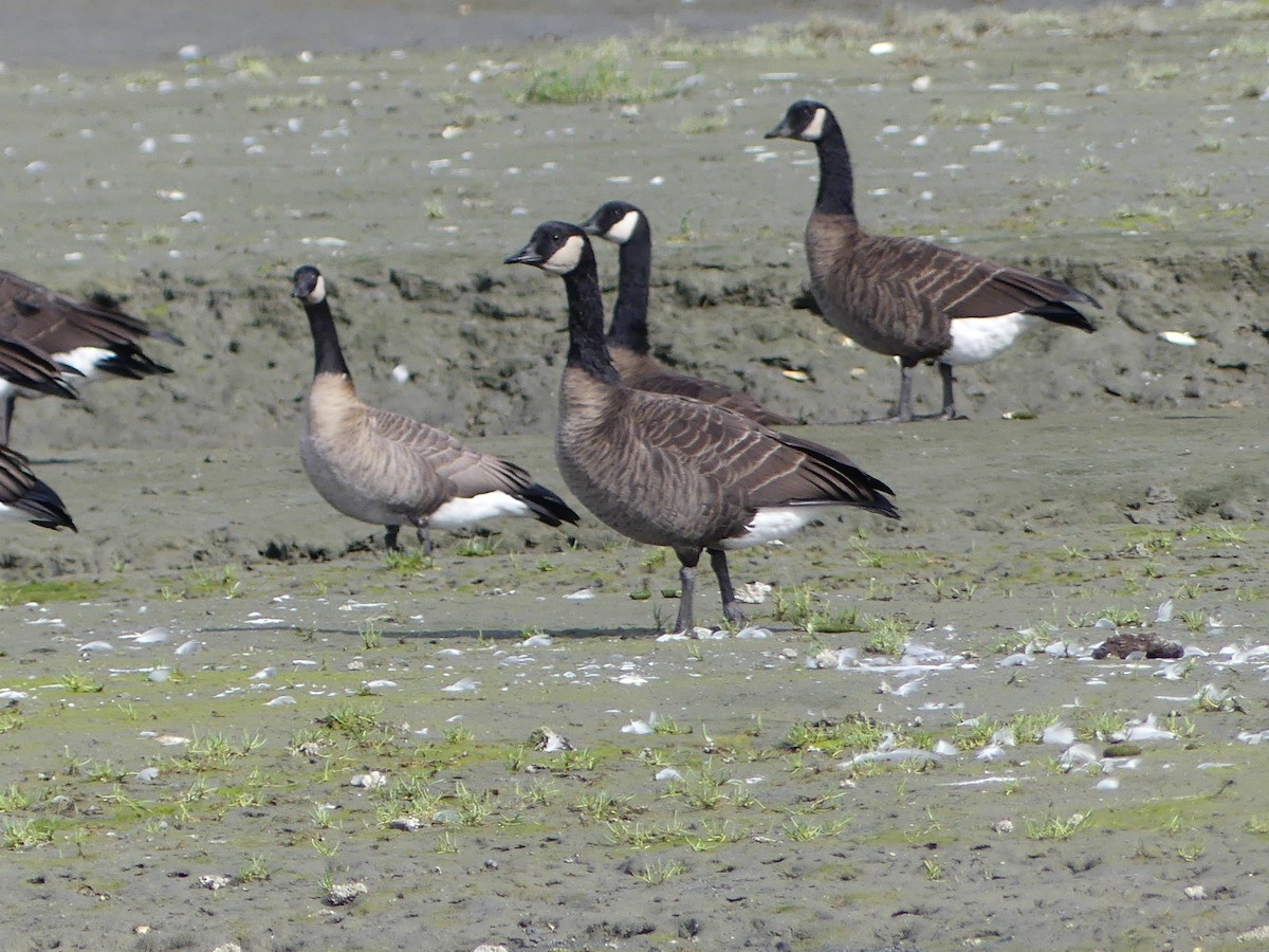 Cackling/Canada Goose - ML623573420