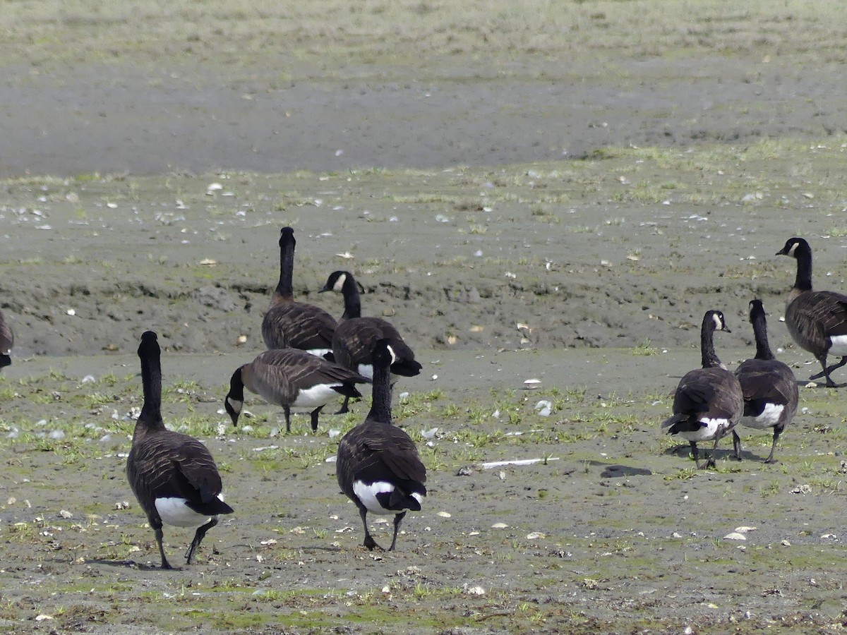 Cackling/Canada Goose - ML623573441