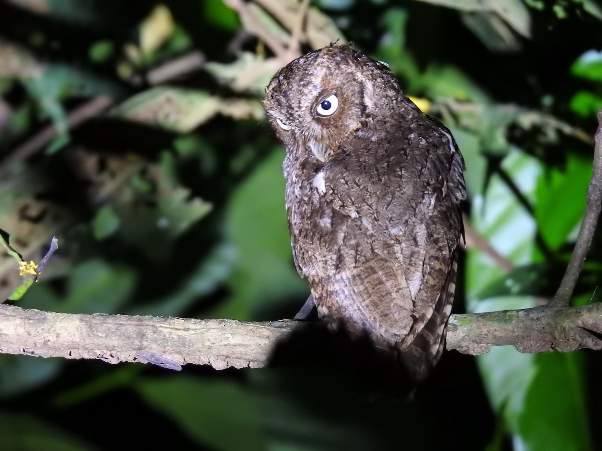 Middle American Screech-Owl - ML623573450