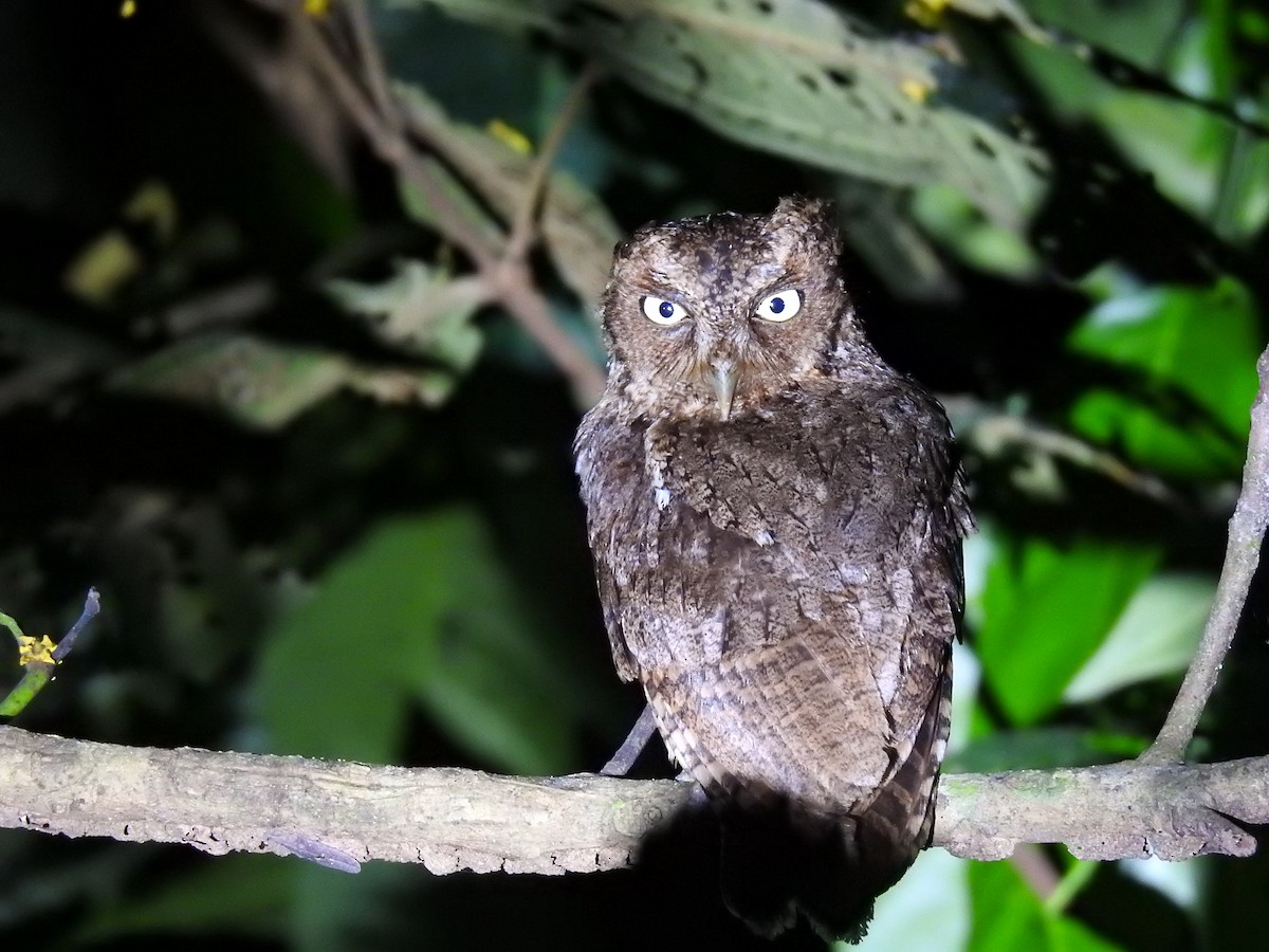 Middle American Screech-Owl - ML623573452