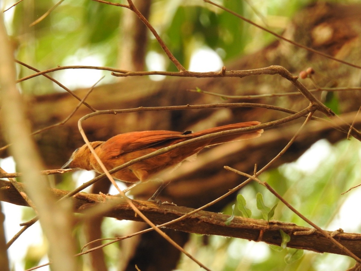 Chestnut-capped Foliage-gleaner - ML623573467