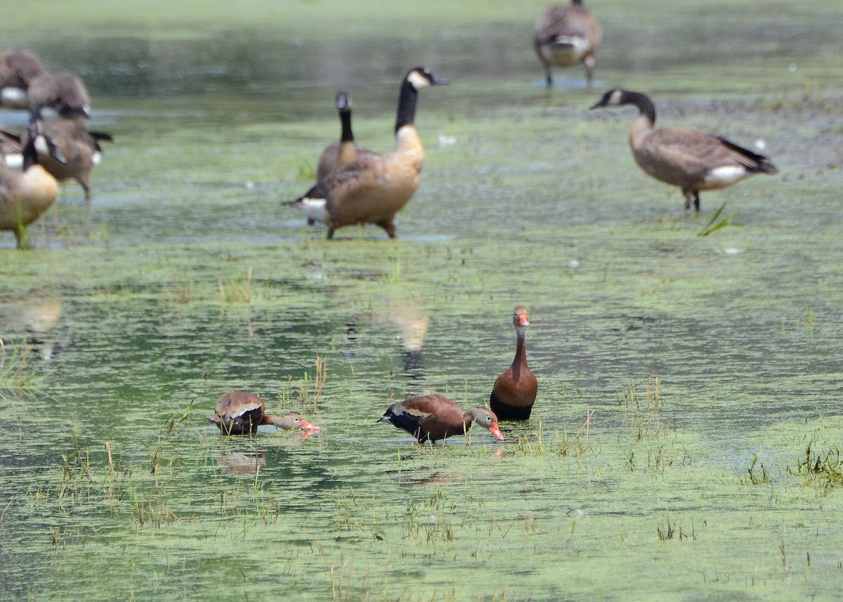 Black-bellied Whistling-Duck - ML623573484