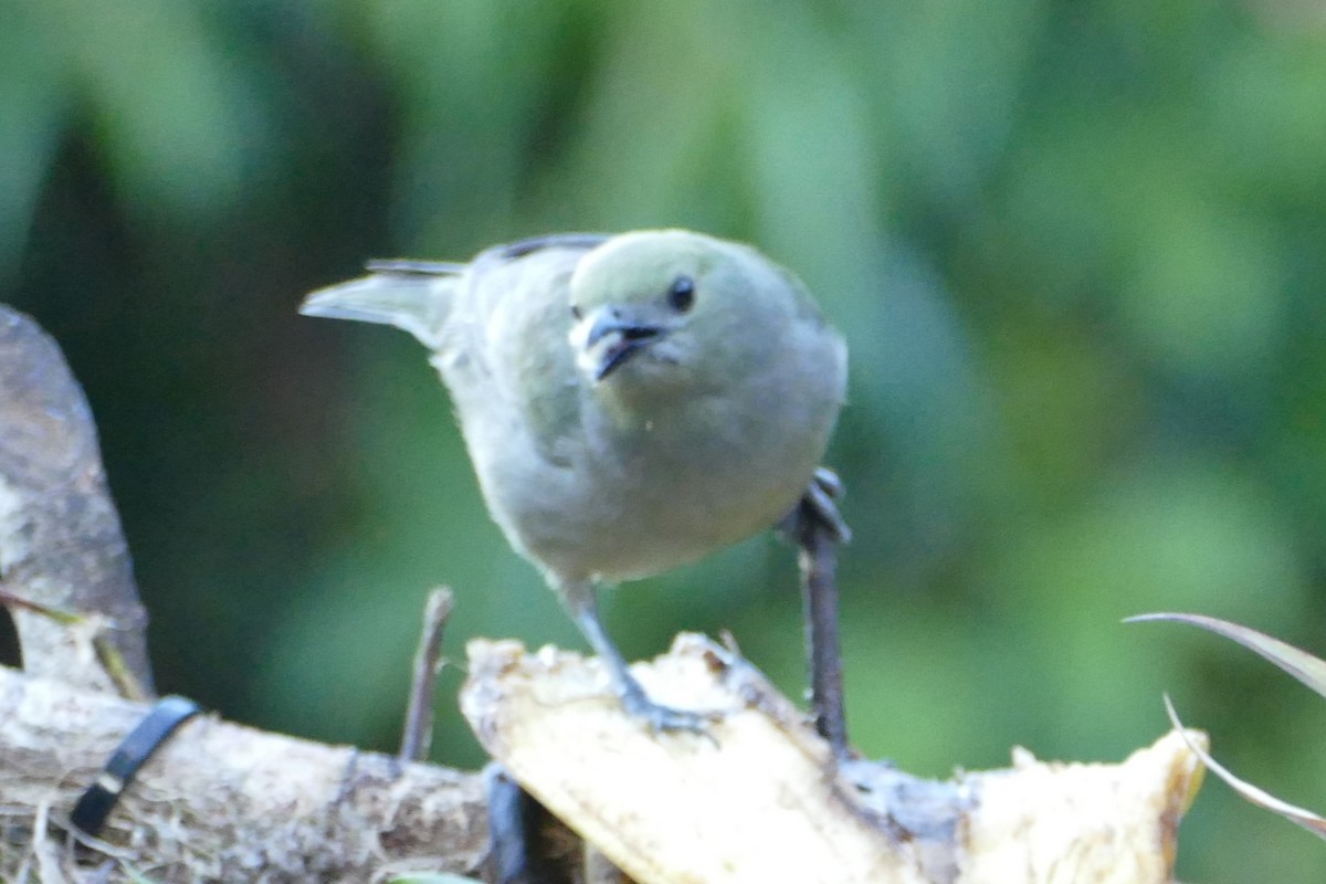 Palm Tanager - ML623573487