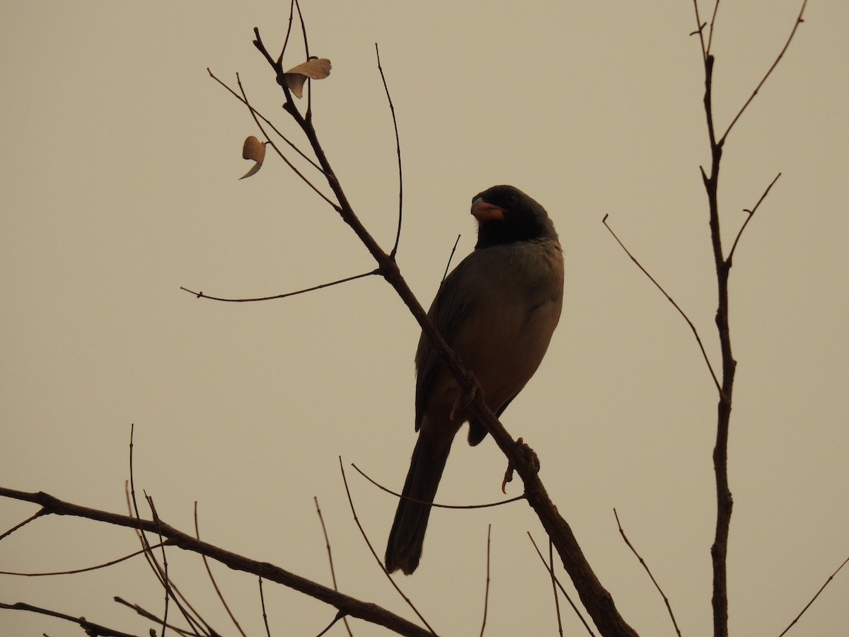 Black-throated Saltator - ML623573495