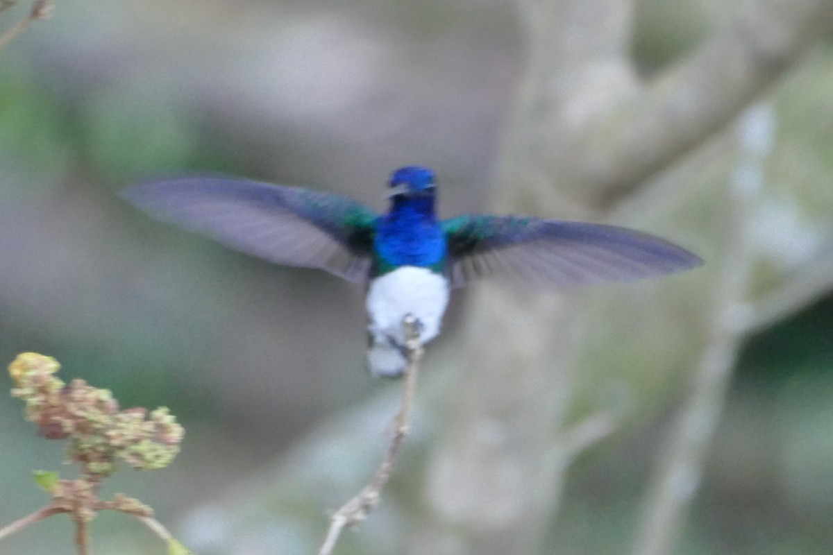 White-necked Jacobin - ML623573529