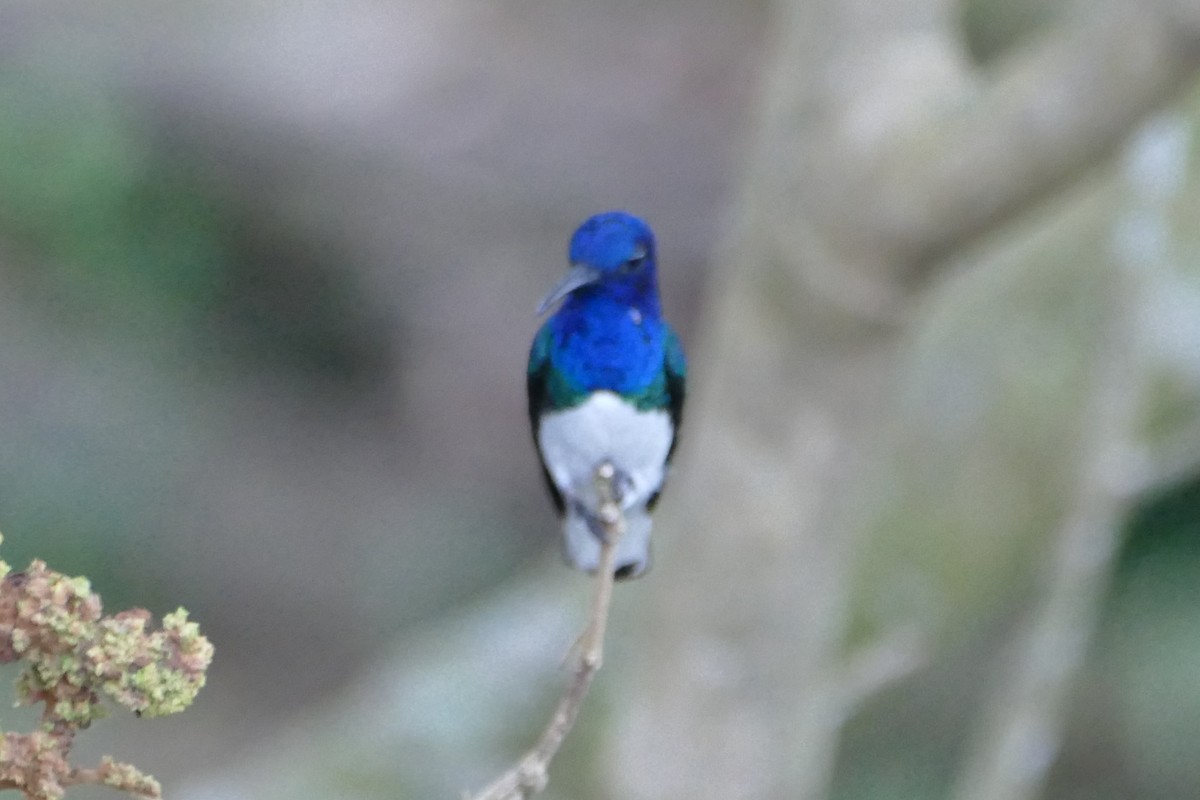 White-necked Jacobin - ML623573564