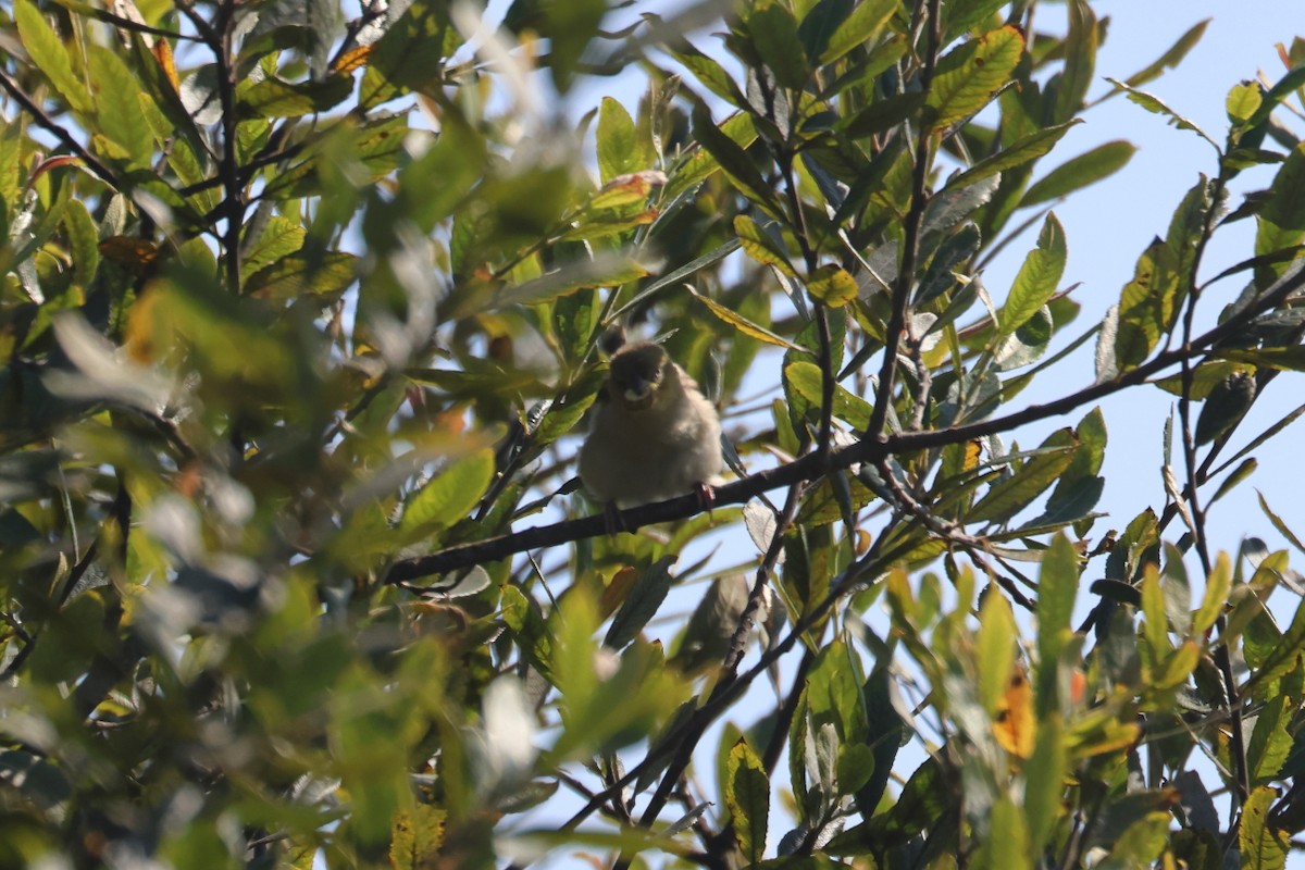 Black-headed Weaver - ML623573574