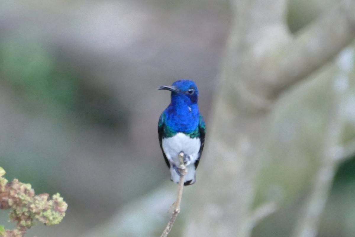 White-necked Jacobin - ML623573593