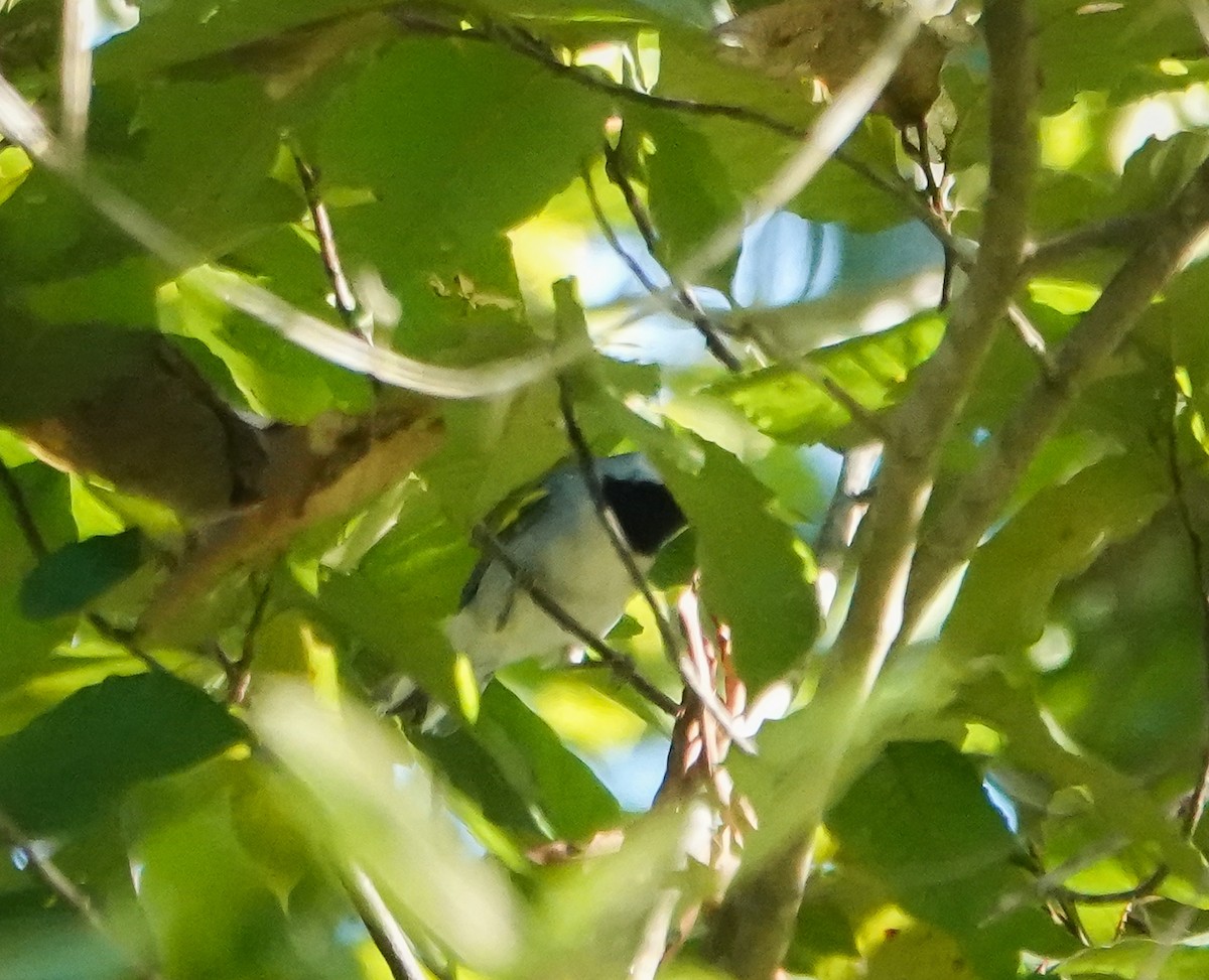 Golden-winged Warbler - ML623573606