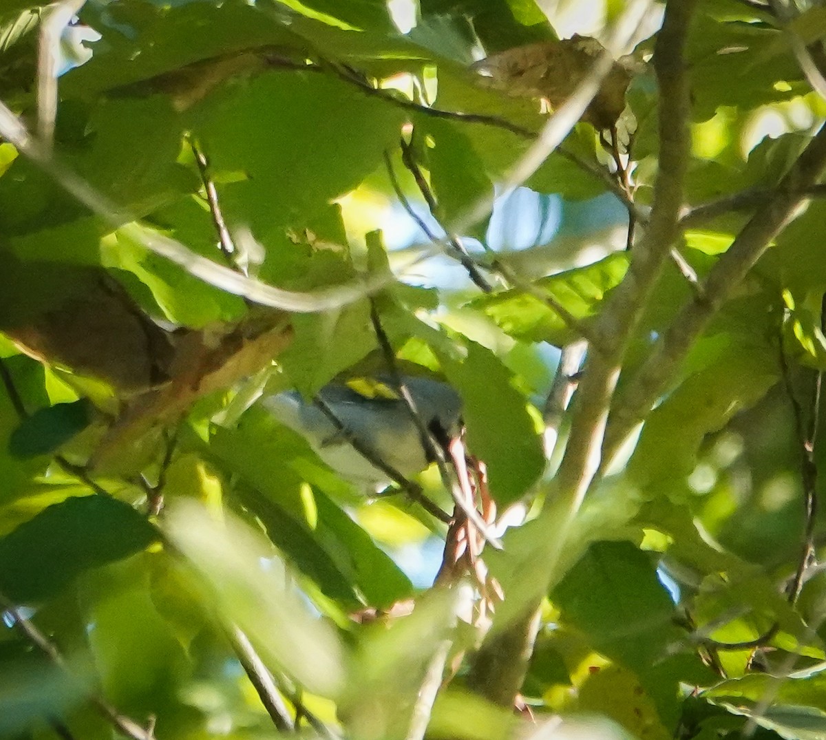 Golden-winged Warbler - ML623573624